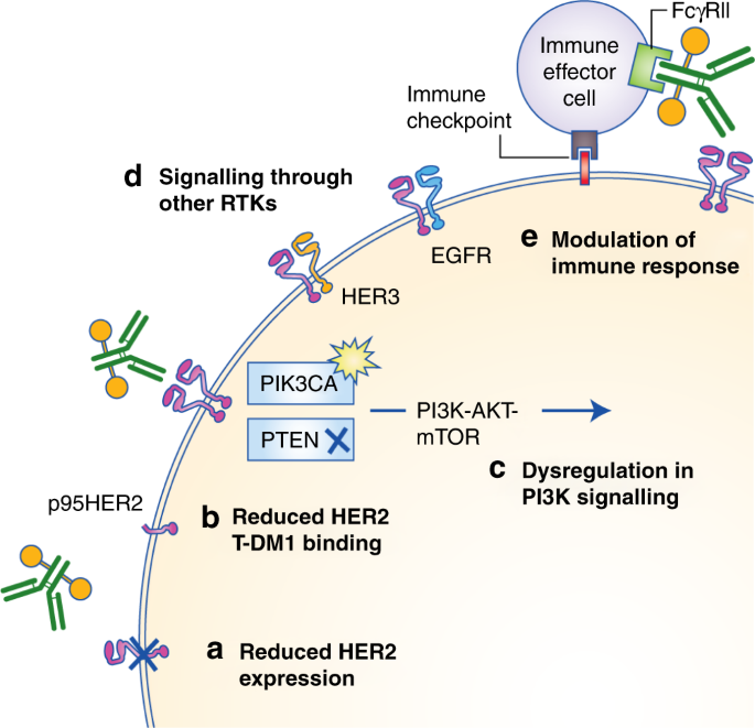 Mechanisms Of Resistance To Trastuzumab Emtansine T Dm1 In Her2 Positive Breast Cancer British Journal Of Cancer