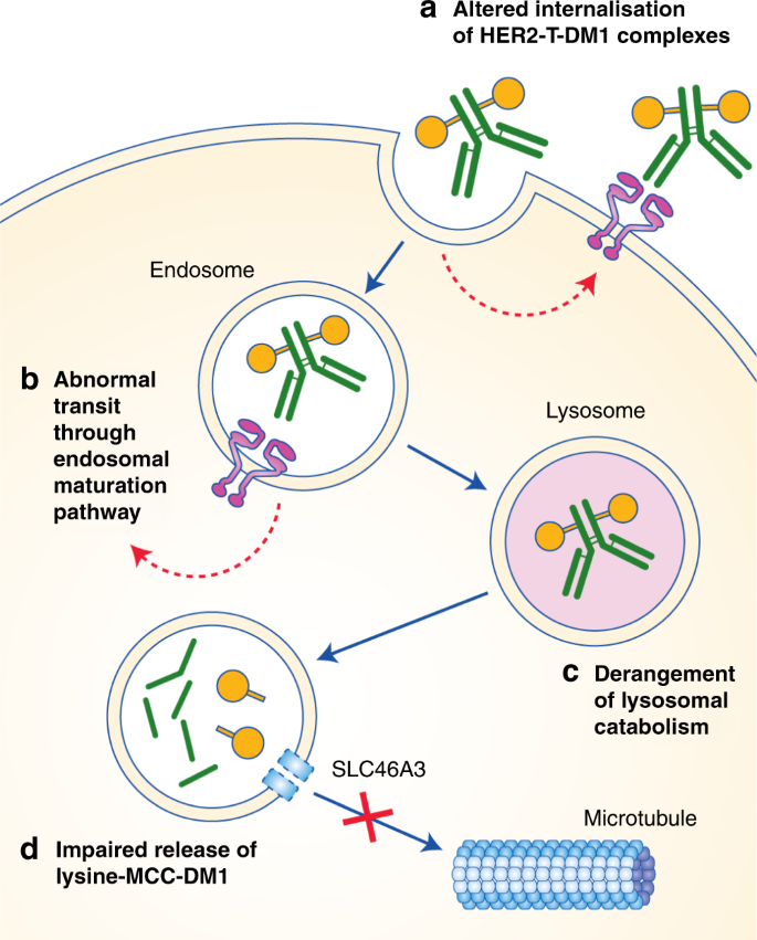 Mechanisms of resistance to trastuzumab emtansine (T-DM1) in HER2-positive  breast cancer | British Journal of Cancer