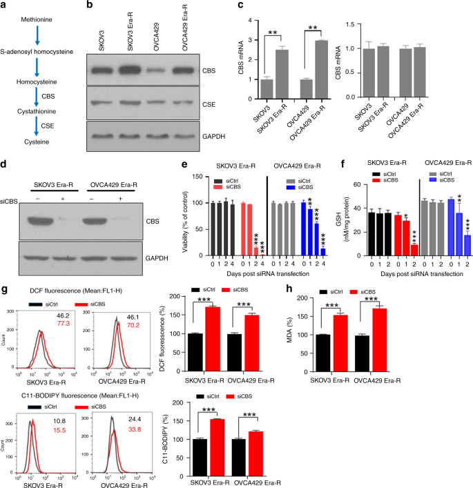 Activation Of The Reverse Transsulfuration Pathway Through Nrf2 Cbs Confers Erastin Induced Ferroptosis Resistance British Journal Of Cancer