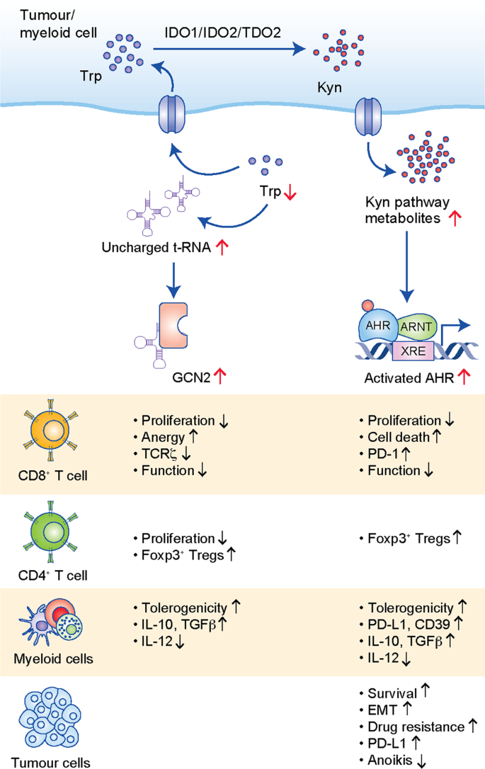 The Therapeutic Potential Of Targeting Tryptophan Catabolism In Cancer British Journal Of Cancer The Therapeutic Potential Of Targeting Tryptophan Catabolism In Cancer British Journal Of Cancer