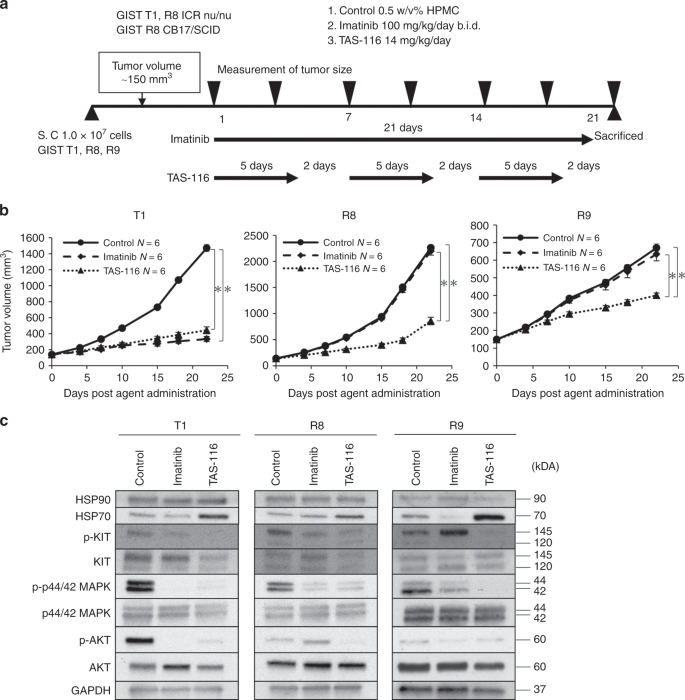 Tas 116 Inhibits Oncogenic Kit Signalling On The Golgi In Both Imatinib Naive And Imatinib Resistant Gastrointestinal Stromal Tumours British Journal Of Cancer