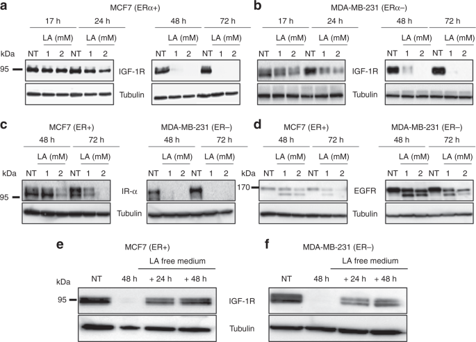 Fig. 2: LA reduces the expression of several TKRs in MCF7 (ERα + ) and MDA-MB-231 (ERα−) cell lines via a reversible mechanism.