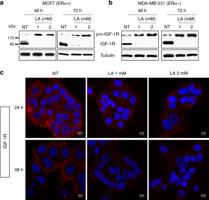 Fig. 3: LA promotes pro-IGF-1R accumulation and reduces mature IGF-1R expression.