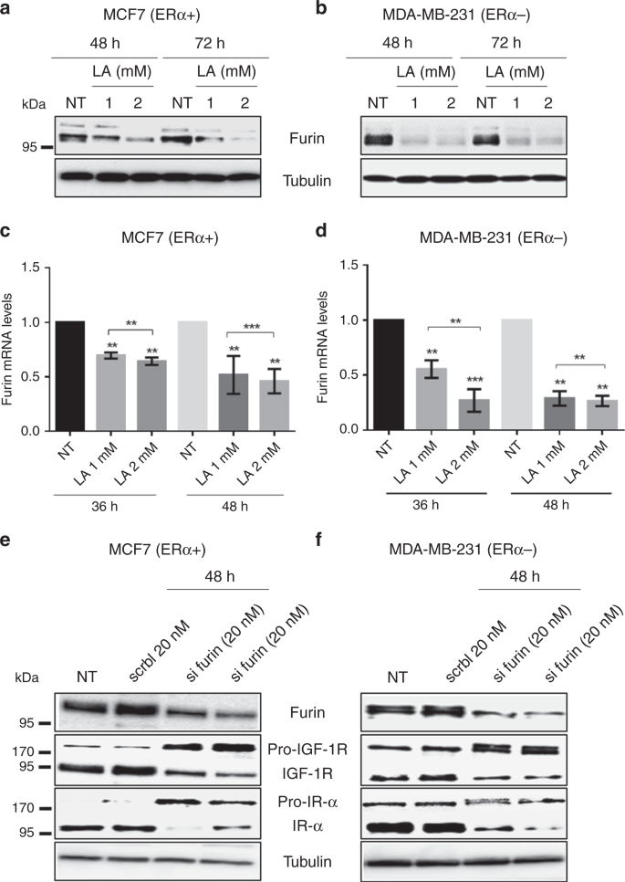 Fig. 4: LA reduces furin mRNA and protein levels in breast cancer cell lines.