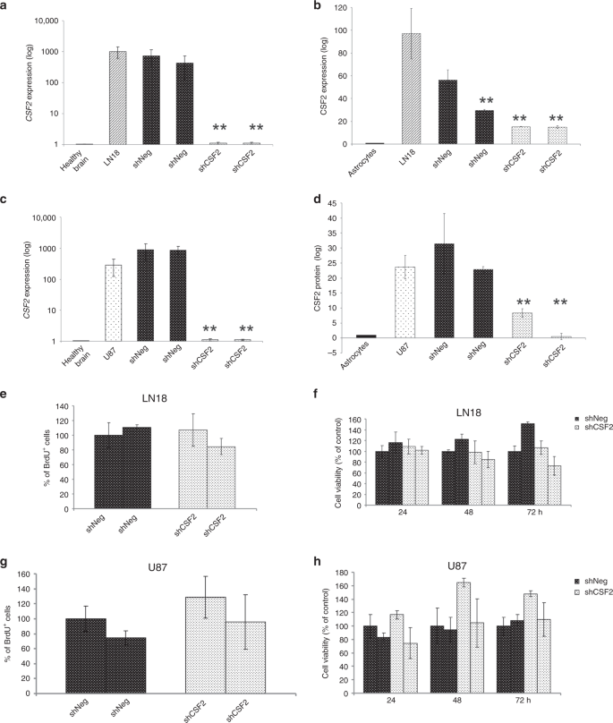 Fig. 2: Development and characterisation of CSF2-depleted glioma cells.