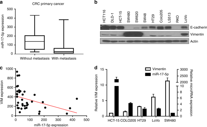 Fig. 1: miR-17-5p is inversely correlated with the expression of vimentin in colon cancer cells.