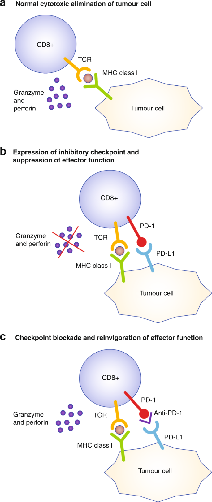Fig. 1: Activation of CD8+ T cells in the tumour microenvironment, and mechanisms of inhibitory checkpoint blockade.