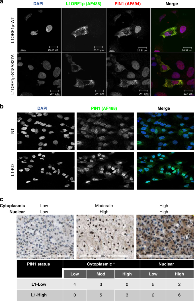 Fig. 5: L1 ORF1p influences PIN1 cellular localisation.