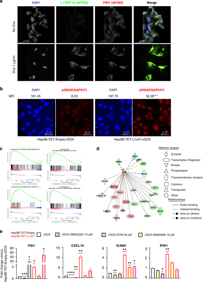 Fig. 6: Influence of L1 ORF1p overexpression on Hep3B cell lines.