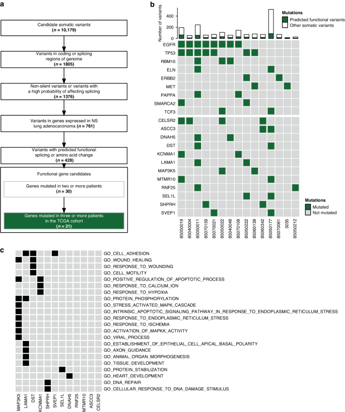 Fig. 1: Functional analysis and filtering identifies candidate genes altered in NS LUAD.
