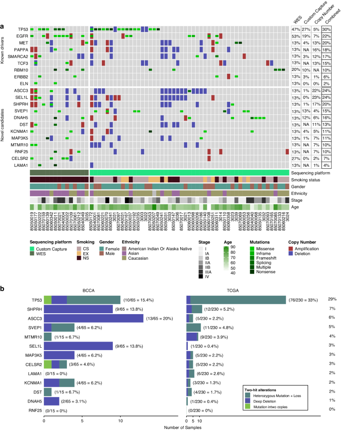 Fig. 2: Genomic alterations and prevalence of candidate driver genes across expanded panel of LUAD tumors and assessment of two-hit frequency.