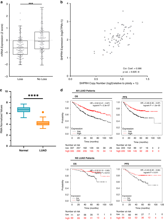 Fig. 3: Low SHPRH expression is associated with copy number loss and poorer survival outcomes.