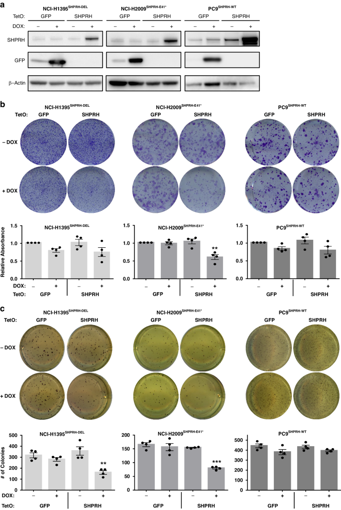 Fig. 4: Re-expression of SHPRH specifically reduces colony formation, in vitro, in cells with inactivating alteration of SHPRH.