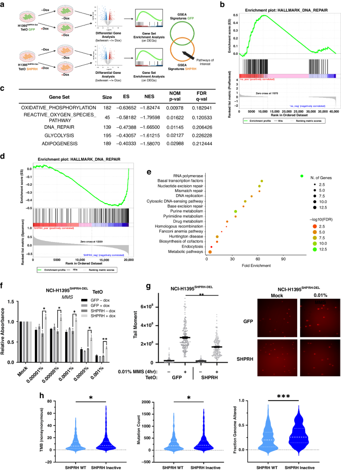 Fig. 6: SHPRH expression is negatively correlated with DNA repair-associated genes in LUAD tumors and confers a protective effect to MMS-induced lesions, in vitro.