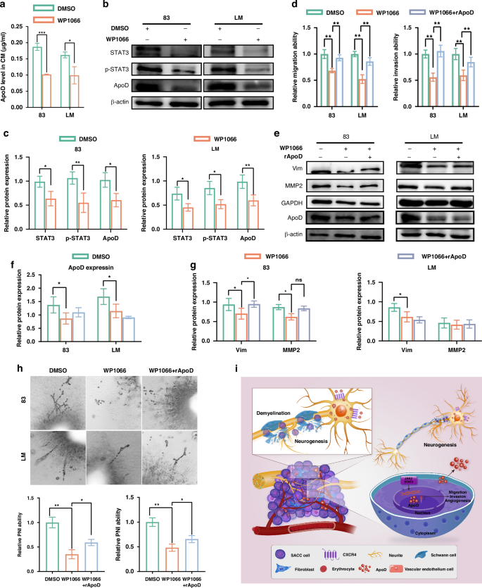 Apolipoprotein D is crucial for promoting perineural invasion in ...