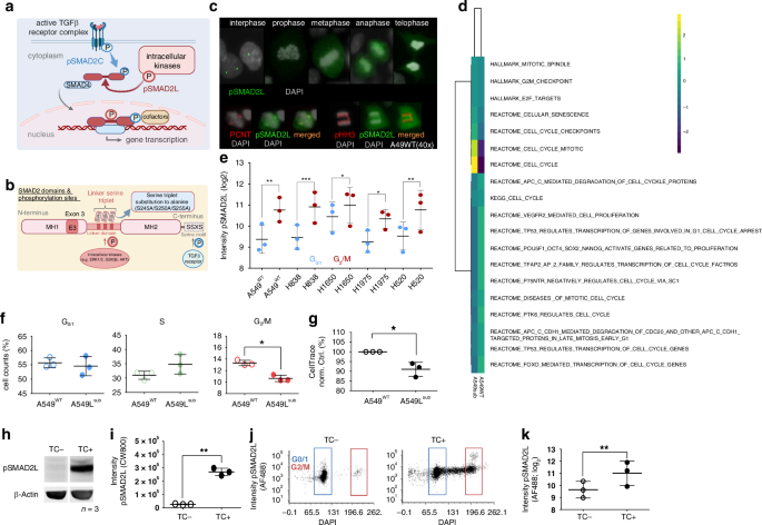 Fig. 1: SMAD2 linker phosphorylation is associated with mitosis in NSCLC cell lines and benign T cells.