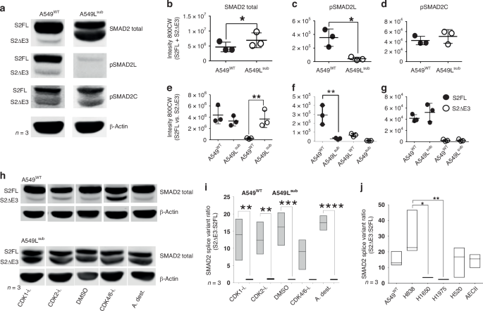 Fig. 3: Expression of SMAD2 and phospho-isoforms in NSCLC cell lines, AECII and benign T cells.