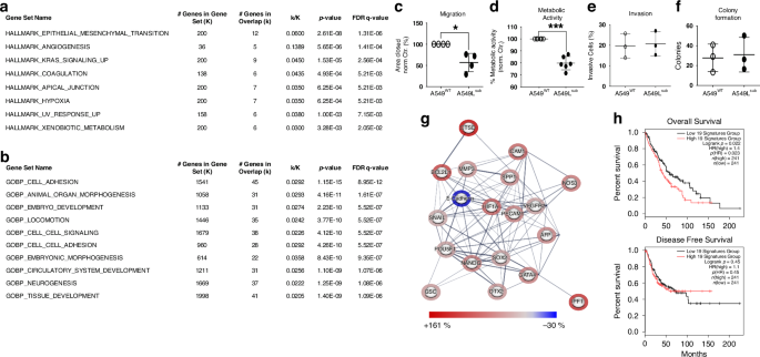 Fig. 4: Lack of pSMAD2L results in altered gene expression and affects cellular processes and protein expression in A549 cells.