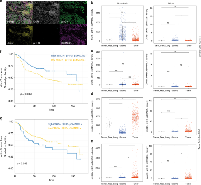Fig. 6: SMAD2 linker phosphorylation is associated with survival in lung cancer.