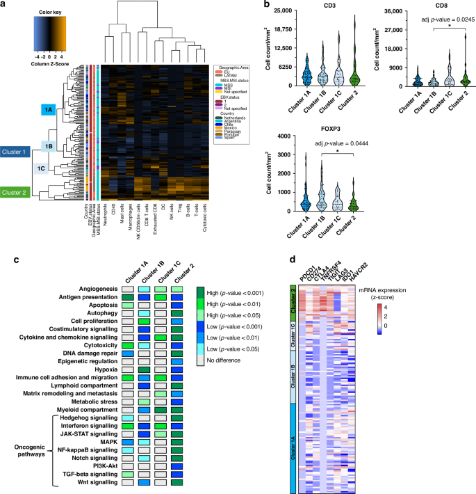 Fig. 2: Transcriptomic analysis identified distinct GC immune clusters.