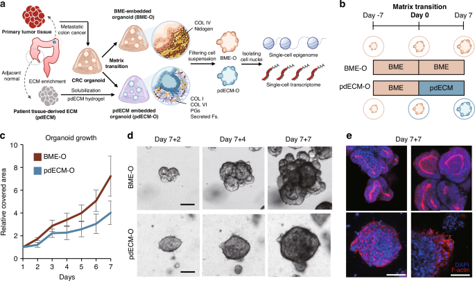 Fig. 1: Human colon cancer organoid culture in human-tissue-derived decellularized ECM.