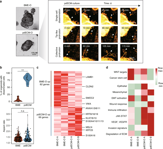 Fig. 2: Invasive phenotype and gene expression profile observed in the pdECM culture.
