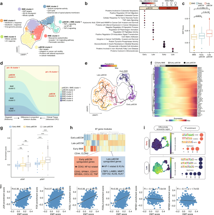 Fig. 3: Multimodal dissection of the pdECM-O at single-cell resolution.