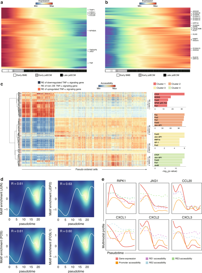 Fig. 4: Transcriptional regulation of TNF-α pathway activity along the EMT trajectory.