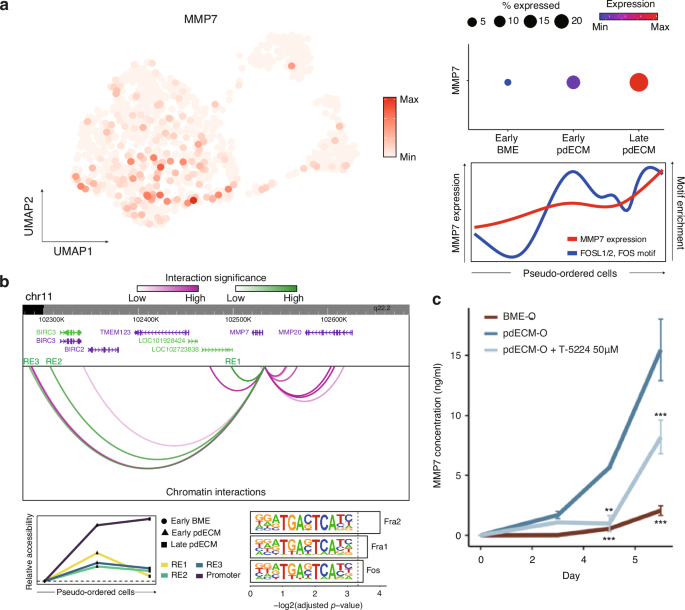 Fig. 5: Single-cell multiomic analysis of MMP7.