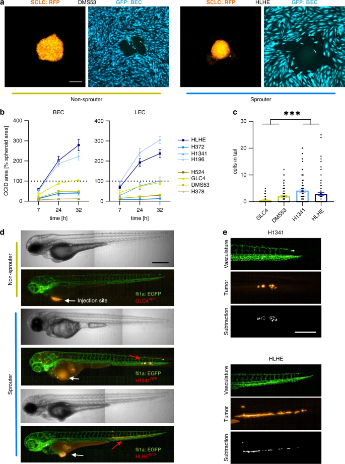 Fig. 2: Sprouter cell lines are more invasive in co-cultures and zebrafish.