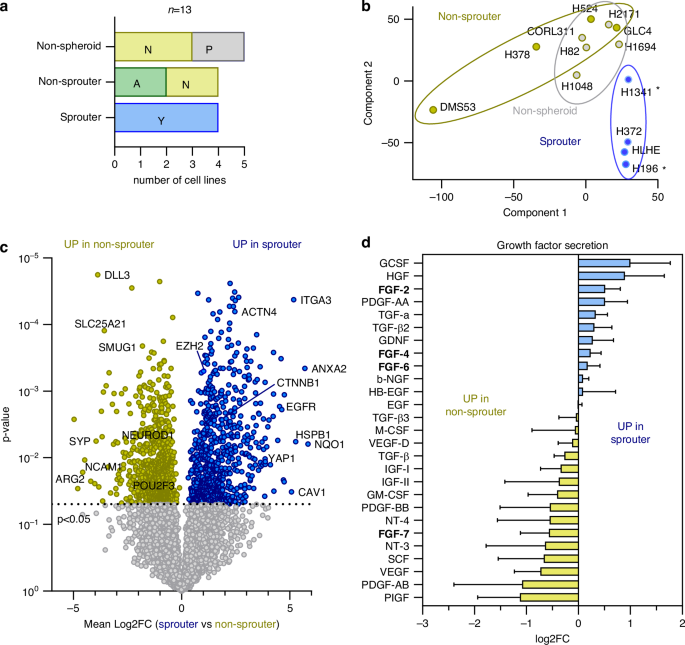 Fig. 3: Sprouter and non-sprouter cells differ in protein expression.