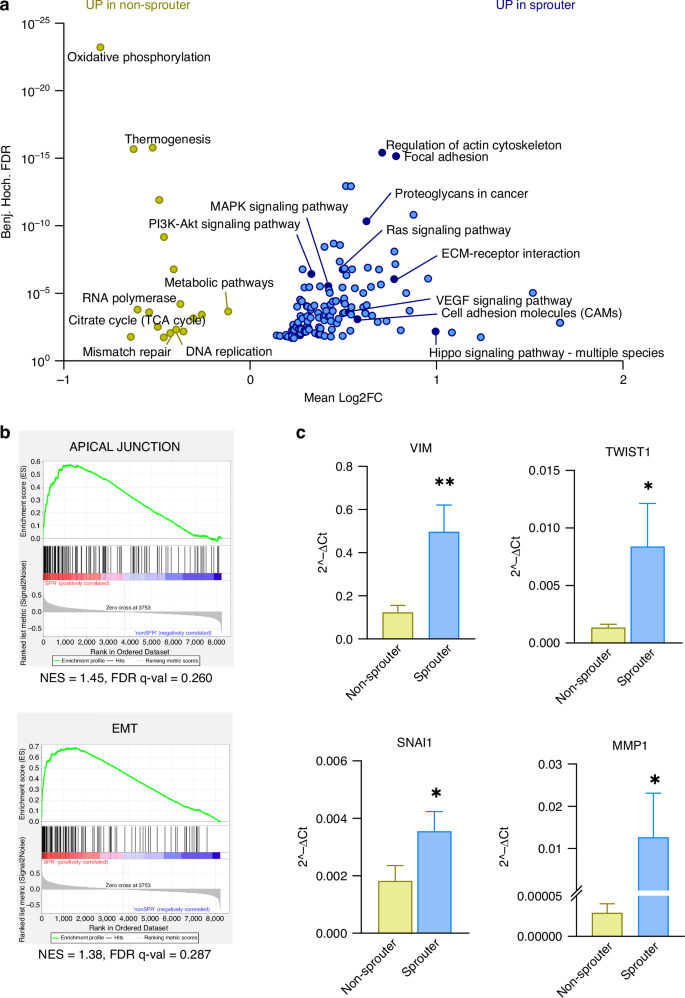 Fig. 4: Proteomic analysis reveals dysregulated pathways involved in key signalling cascades.