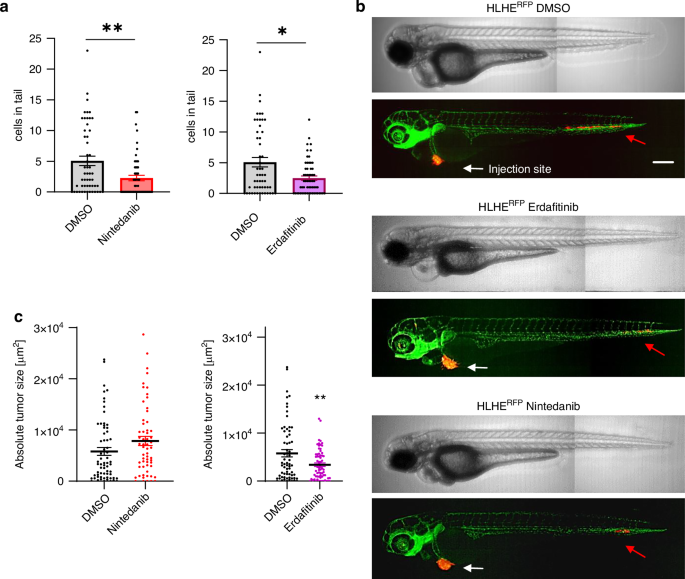 Fig. 6: FGFR inhibition reduces the number of extravasated tumour cells in vivo.