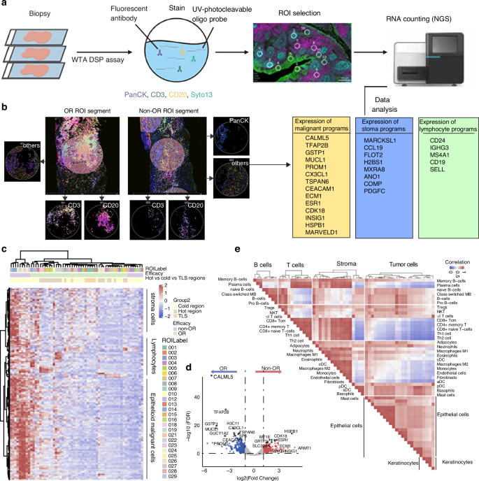 Fig. 1: Digital spatial profiling of archived formalin-fixed paraffin-embedded KN026-treated breast cancer primary lesions.