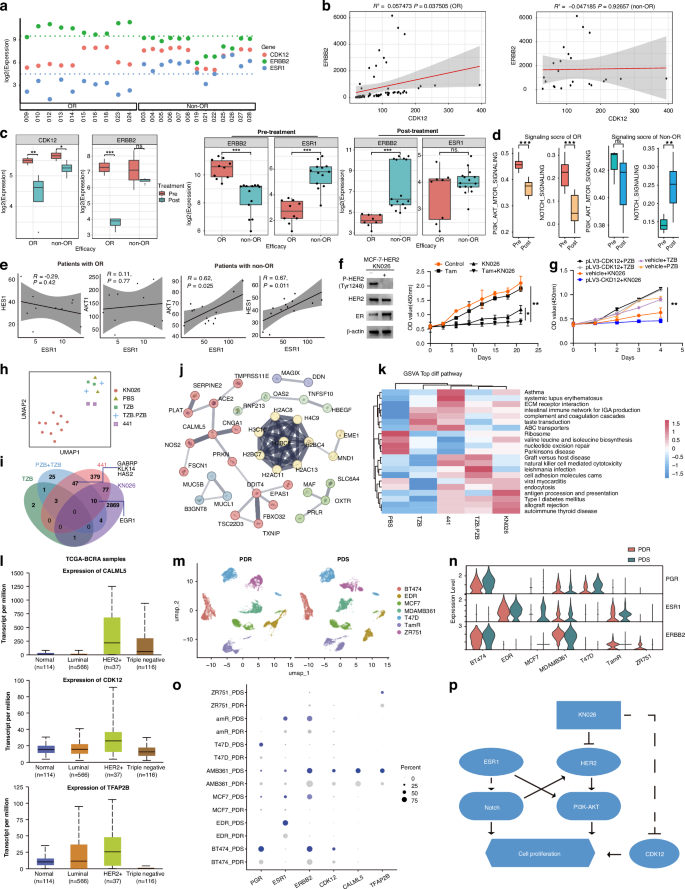 Fig. 3: The classification of critical targets in tumor cells and exploration of potential mechanism of KN026 efficacy.