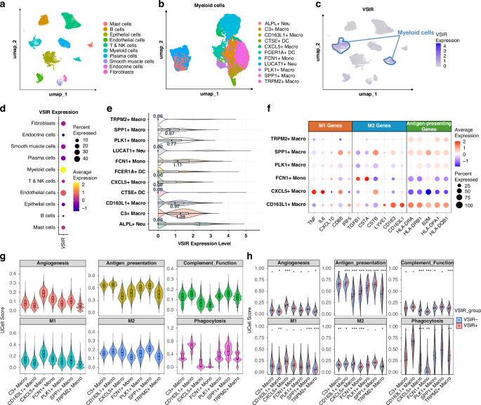 Fig. 5: Single-cell transcriptomic atlas of GC patients reveals the expression landscape of VSIR across distinct cell populations.