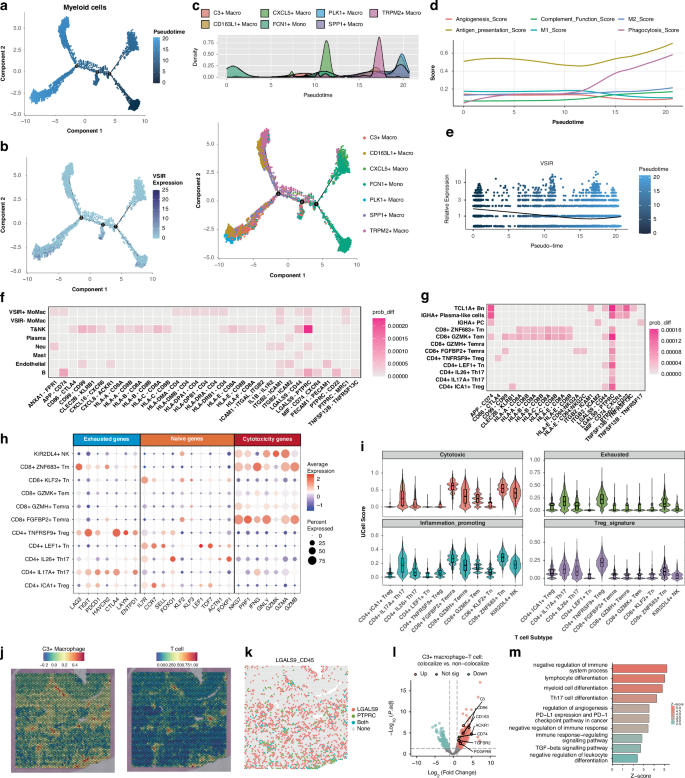 Fig. 6: Pseudotime Analysis and Cell communications Analysis of VSIR+ monocyte-macrophages in GC TME.