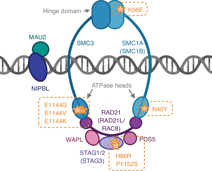 Fig. 3: The cohesin complex.