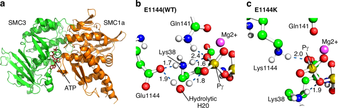 Fig. 5: Molecular dynamics simulations results.