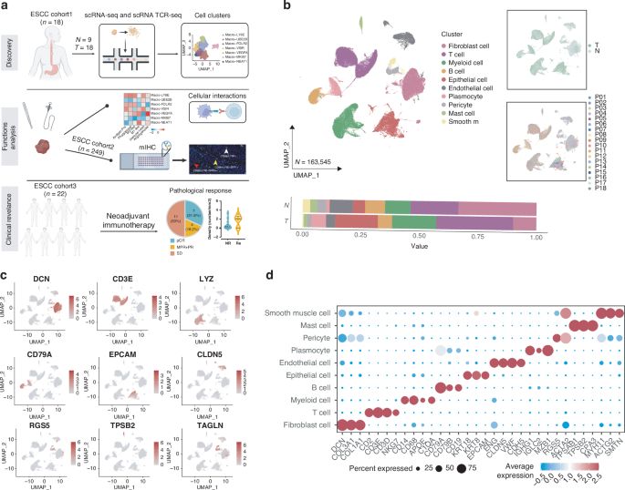 Fig. 1: Generation of the ESCC single-cell transcriptomic atlas.