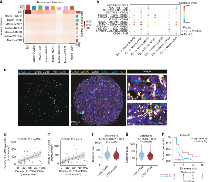 Fig. 5: Formation of the possible niche of LY6E+ macrophages, CD8+ Tex cells and ICAM2+ tumor cells correlates with immunotherapy response.
