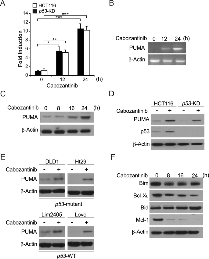 Cabozantinib induces PUMA-dependent apoptosis in colon cancer cells via  AKT/GSK-3β/NF-κB signaling pathway | Cancer Gene Therapy