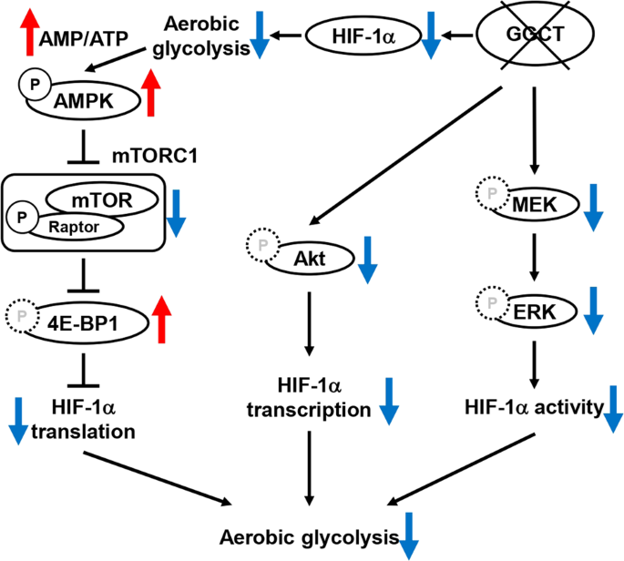 γ-glutamyl linkage glutathione Crystal structures of glutathione- and inhibitor-bound human GGT1: critical  interactions within the cysteinylglycine binding site