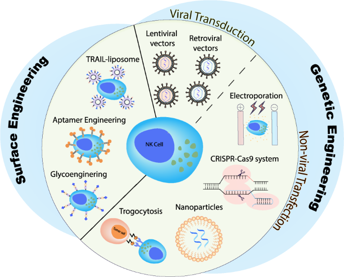 delivery technologies to engineer natural killer cells for cancer immunotherapy cancer gene therapy
