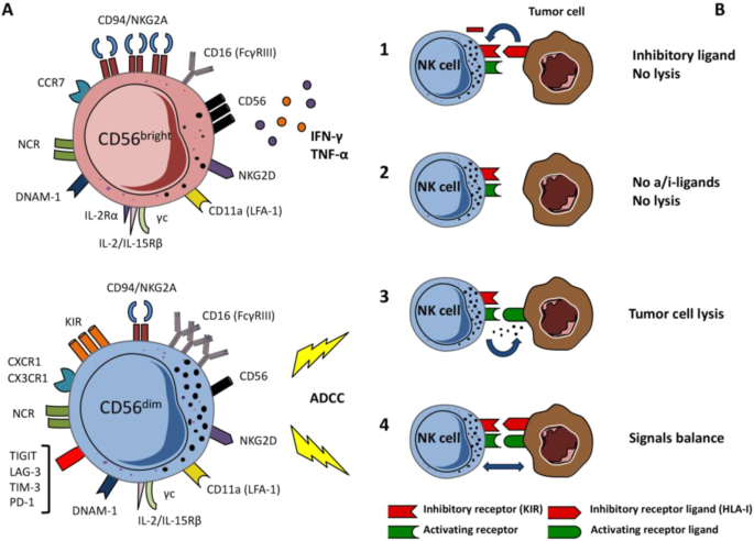 Delivery Technologies To Engineer Natural Killer Cells For Cancer Immunotherapy Cancer Gene Therapy