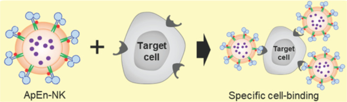Delivery Technologies To Engineer Natural Killer Cells For Cancer Immunotherapy Cancer Gene Therapy