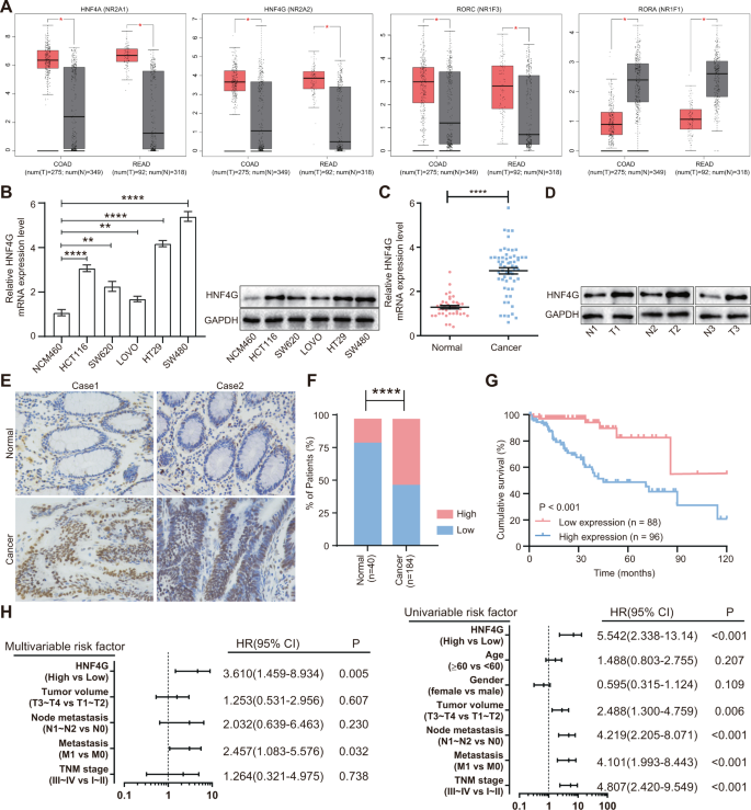 Microrna 766 3p Mediated Downregulation Of Hnf4g Inhibits Proliferation In Colorectal Cancer Cells Through The Pi3k Akt Pathway Cancer Gene Therapy