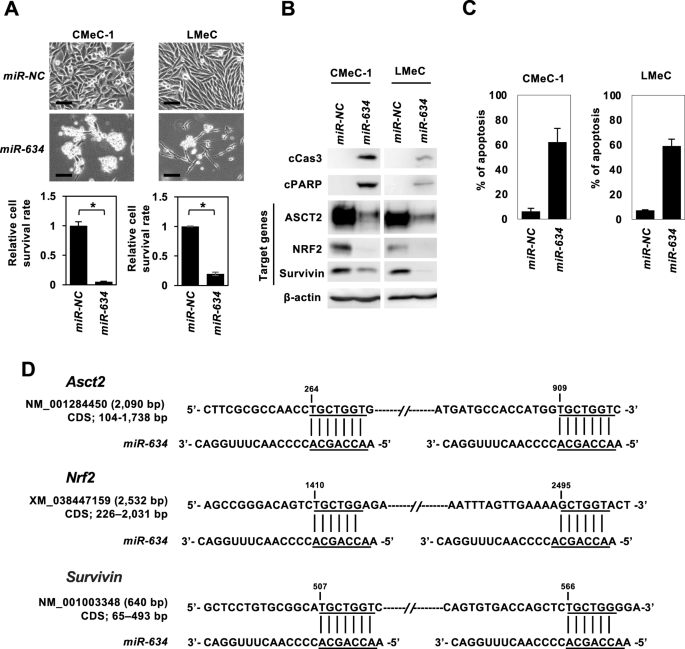 Therapeutic applications of local injection of hsa-miR-634 into canine  spontaneous malignant melanoma tumors