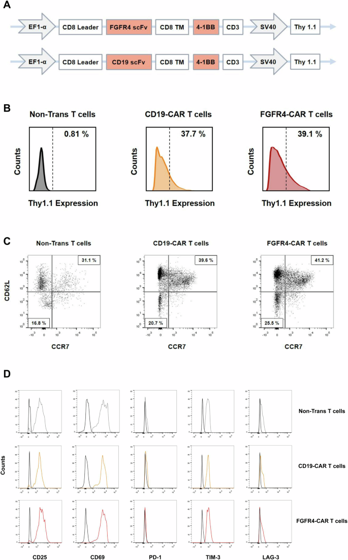 Fig. 2: The construction and expression of fibroblast growth factor receptor 4 (FGFR4)-specific chimeric antigen receptor (CAR) are illustrated in primary human T cells.