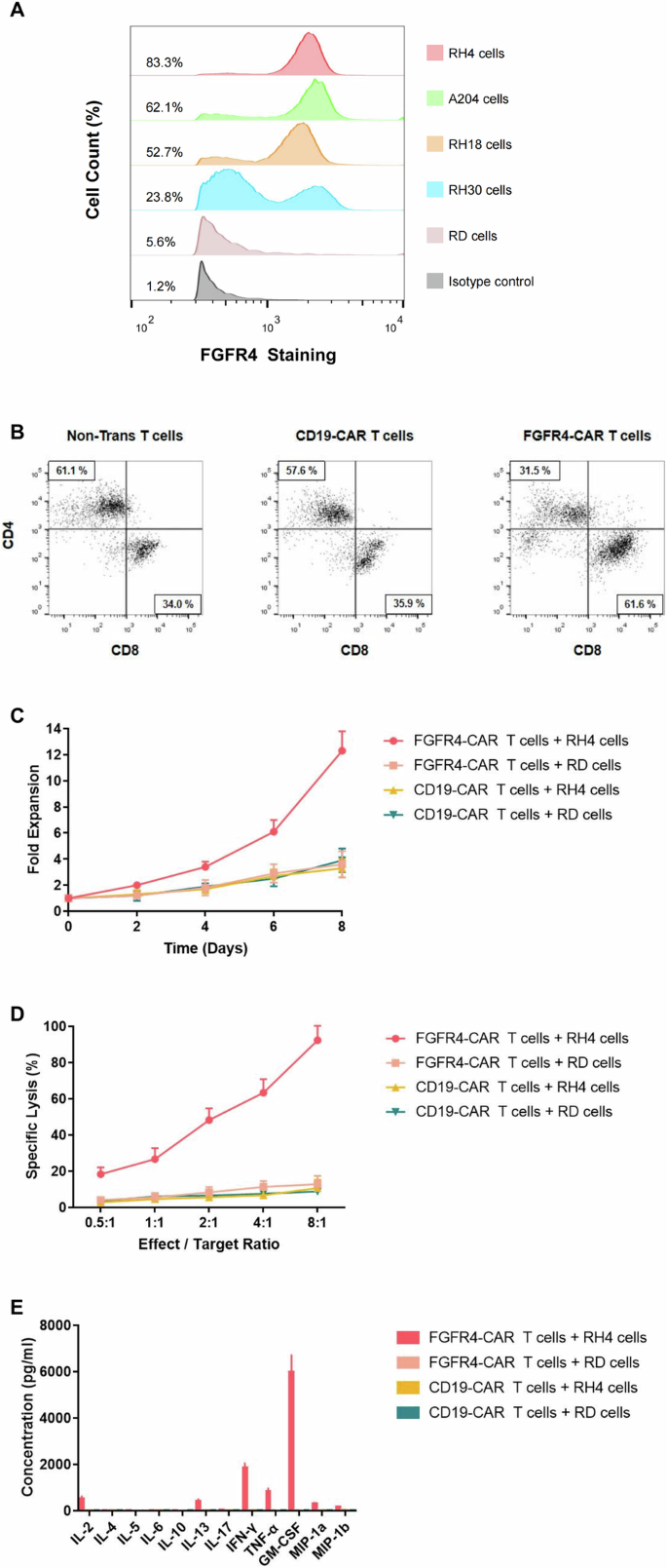 Fig. 3: Fibroblast growth factor receptor 4 (FGFR4) chimeric antigen receptor-modified (CAR) T cells specifically lyse FGFR4-overexpressing tumor cells.